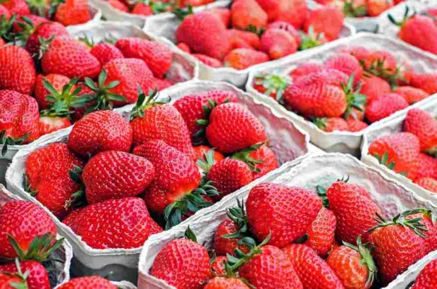 fresas-adex (3) (1)