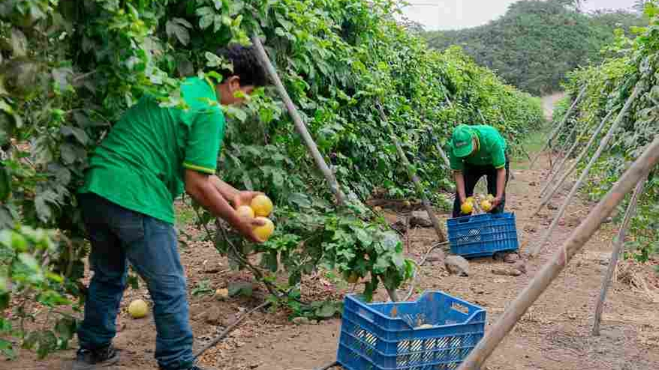 AGROIDEA (1)