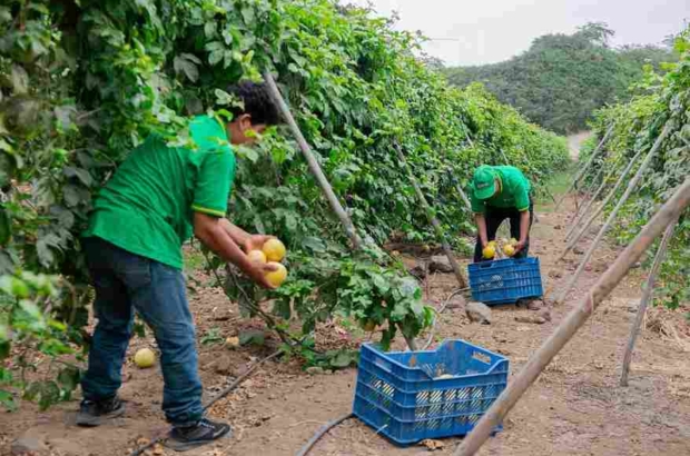 AGROIDEA (1)