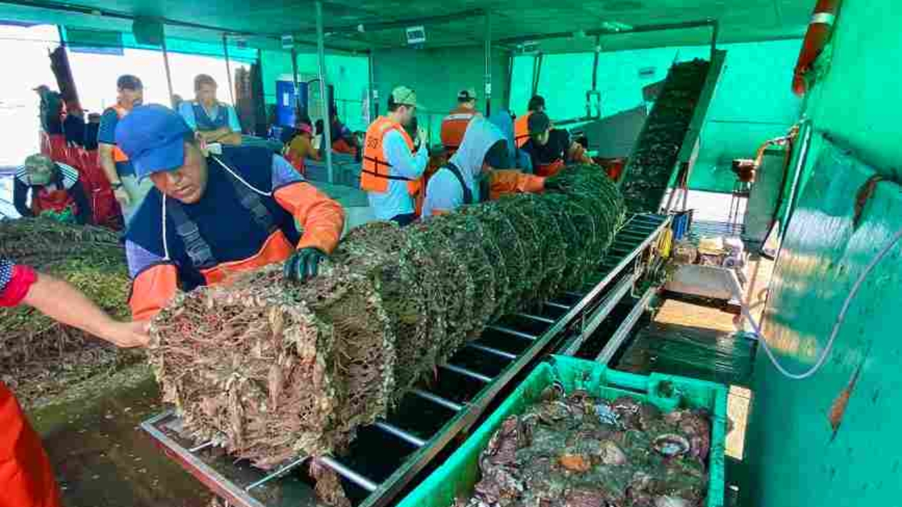 conchas de abanico extraccion prensa ADEX (1)