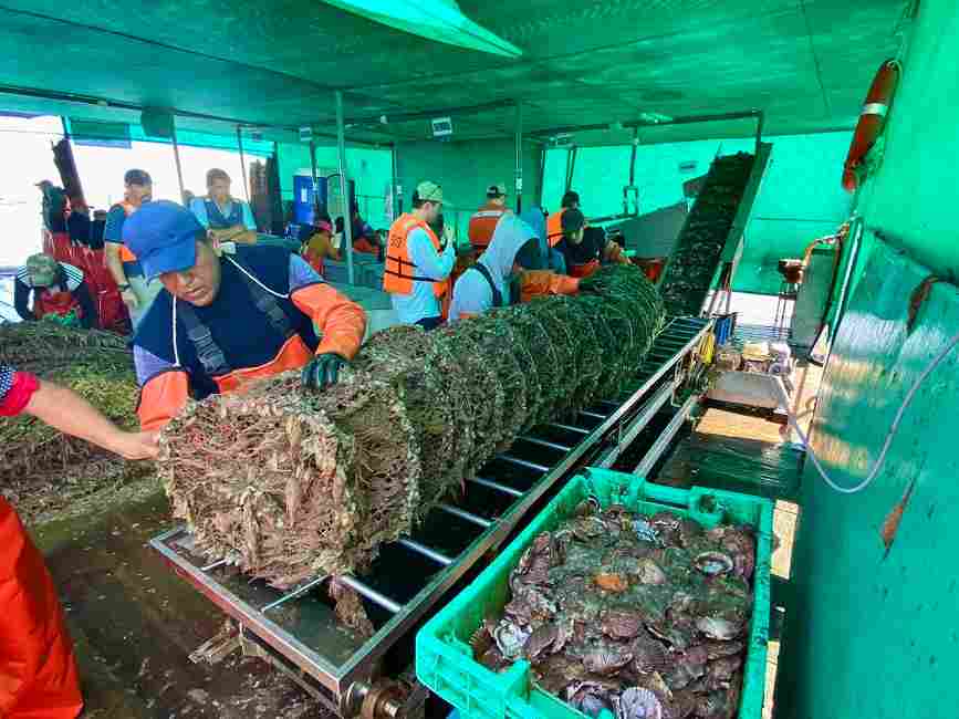 conchas de abanico extraccion prensa ADEX (1)