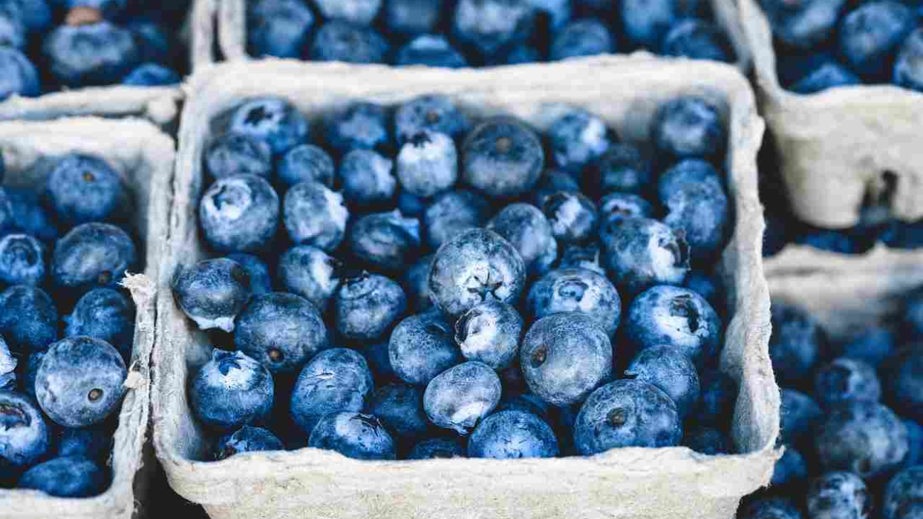 Berries ADEX arandano prensa 2 (1)