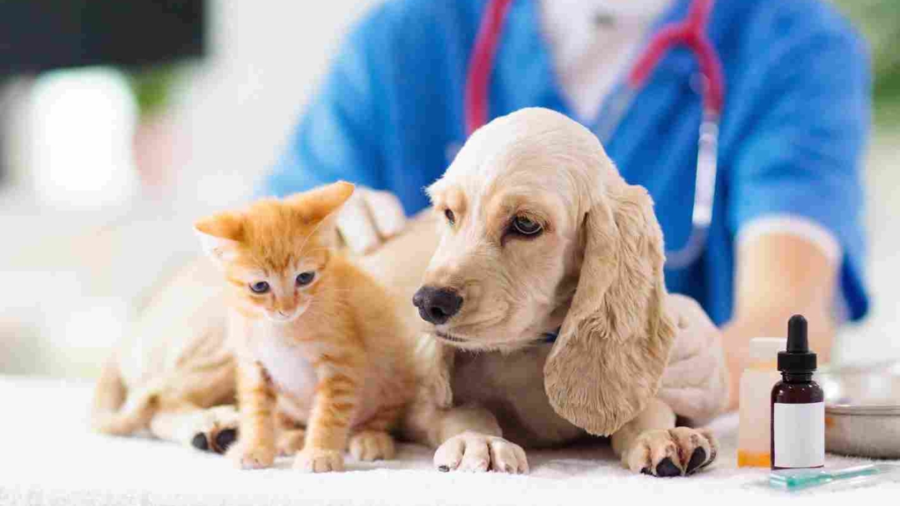 cats, dogs, pets, group, togetherness, isolate