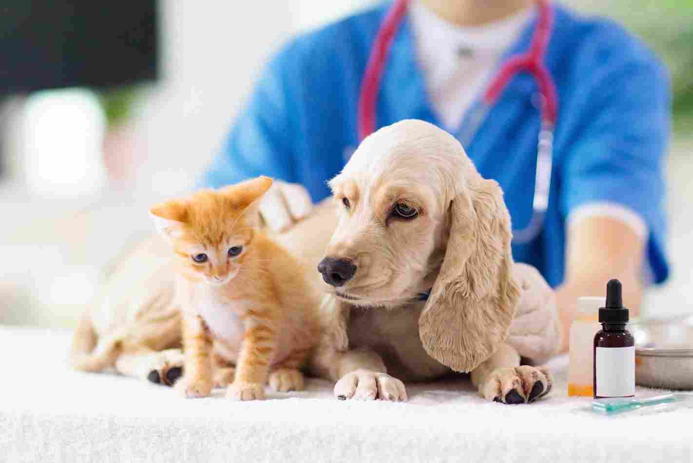 cats, dogs, pets, group, togetherness, isolate